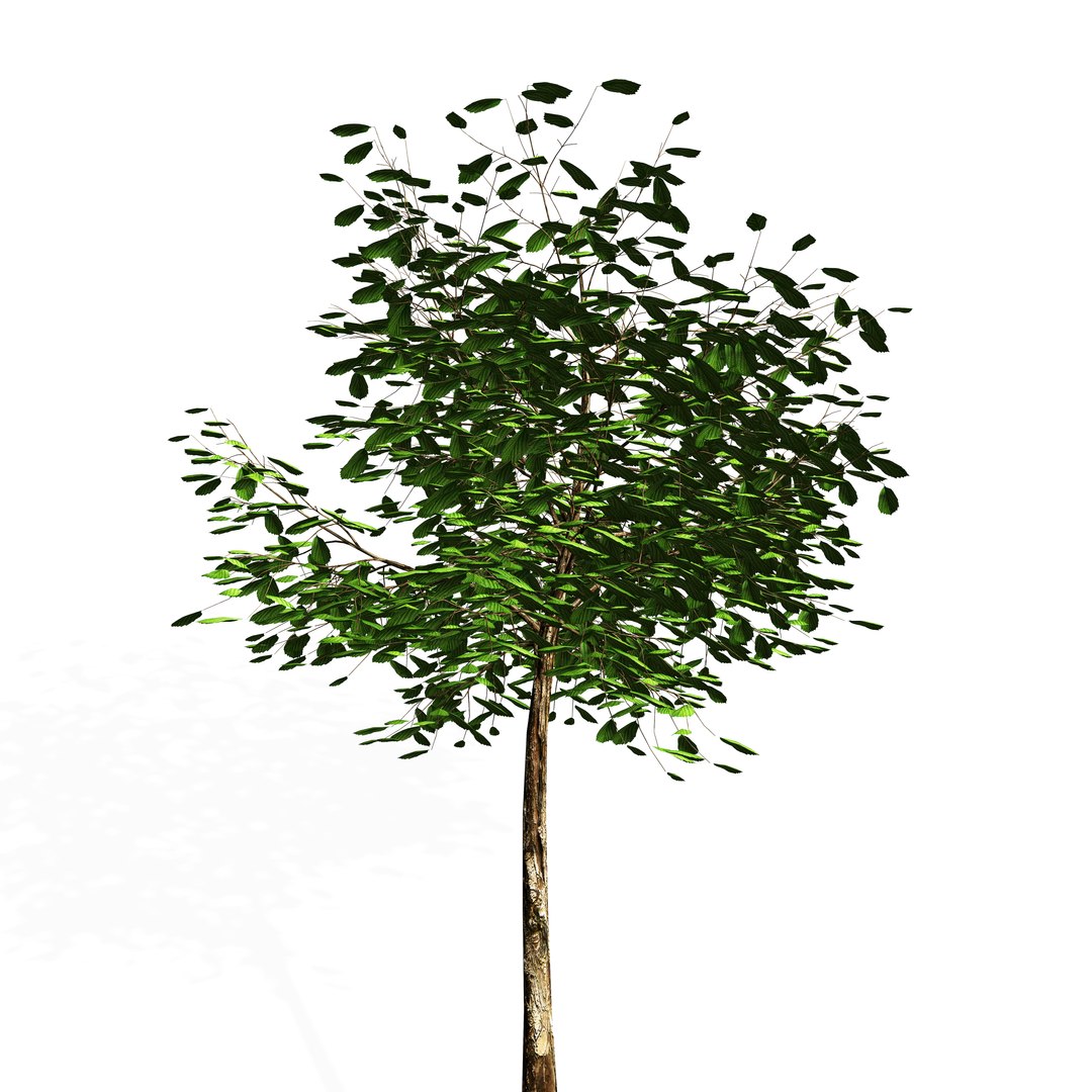 3d Model Tree Polygons