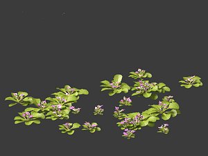 mazus pumilus - japanese mazus 3D