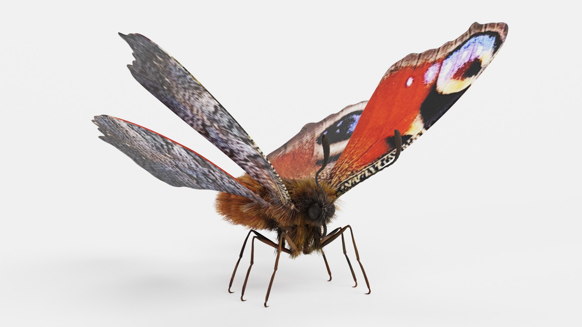 3D Insect - Huge Collection https://p.turbosquid.com/ts-thumb/lh/X8gRpG/Gr/peacockbutterflyriggedb/png/1785542244/1920x1080/fit_q87/ce5028c0a235959da1fd325fe88dc6eab761ca55/peacockbutterflyriggedb.jpg