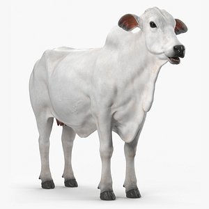 3D Ongole Cattle Female