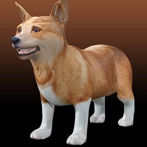 Corgi - Dog