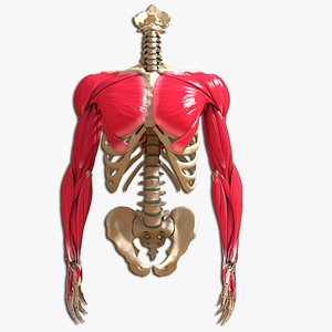 Ultimate Human Torso With Arms