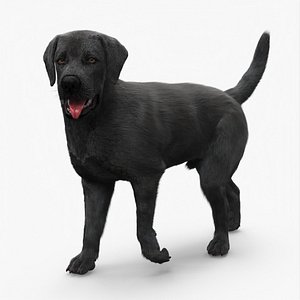 3D Labrador Dog Black Rigged Fur for Cinema 4D