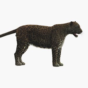 3D modeled leopard model