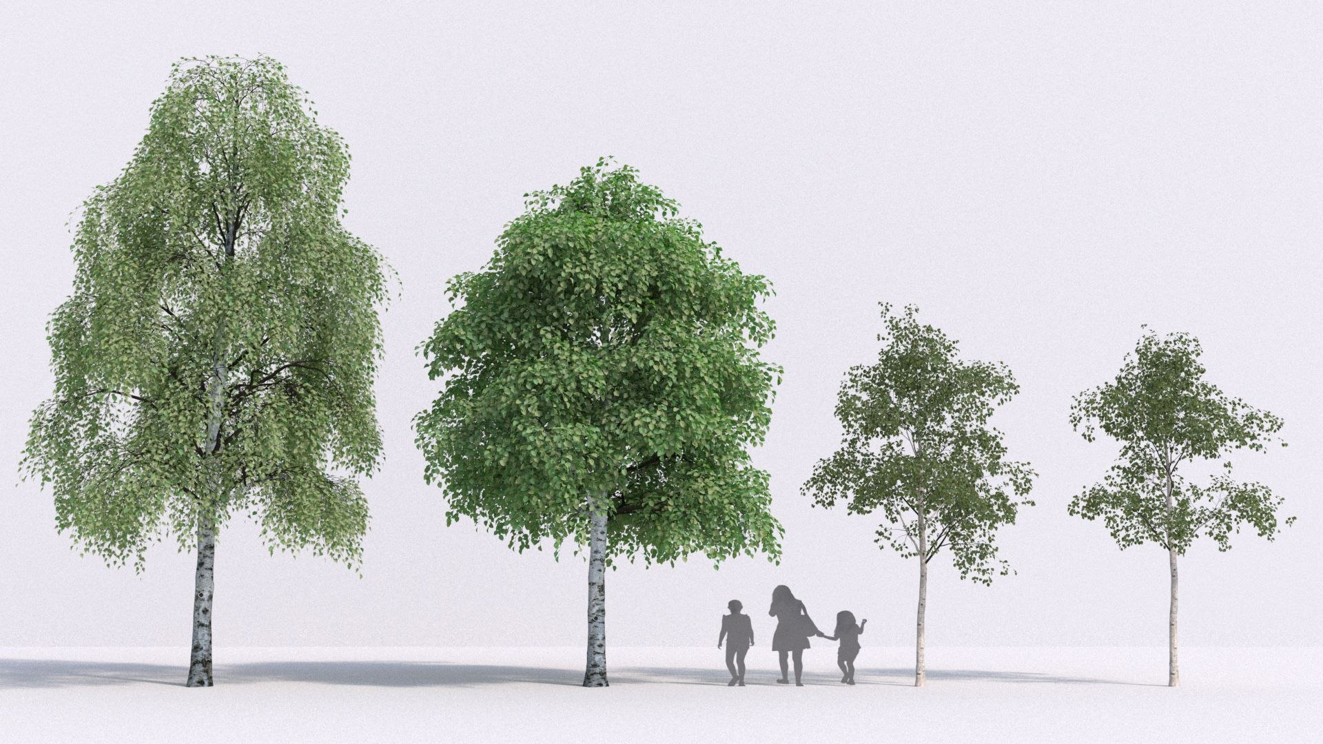 Birch Tree 3D Model - TurboSquid 1478750