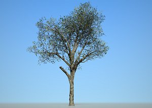 Broadleaf 002 3D model