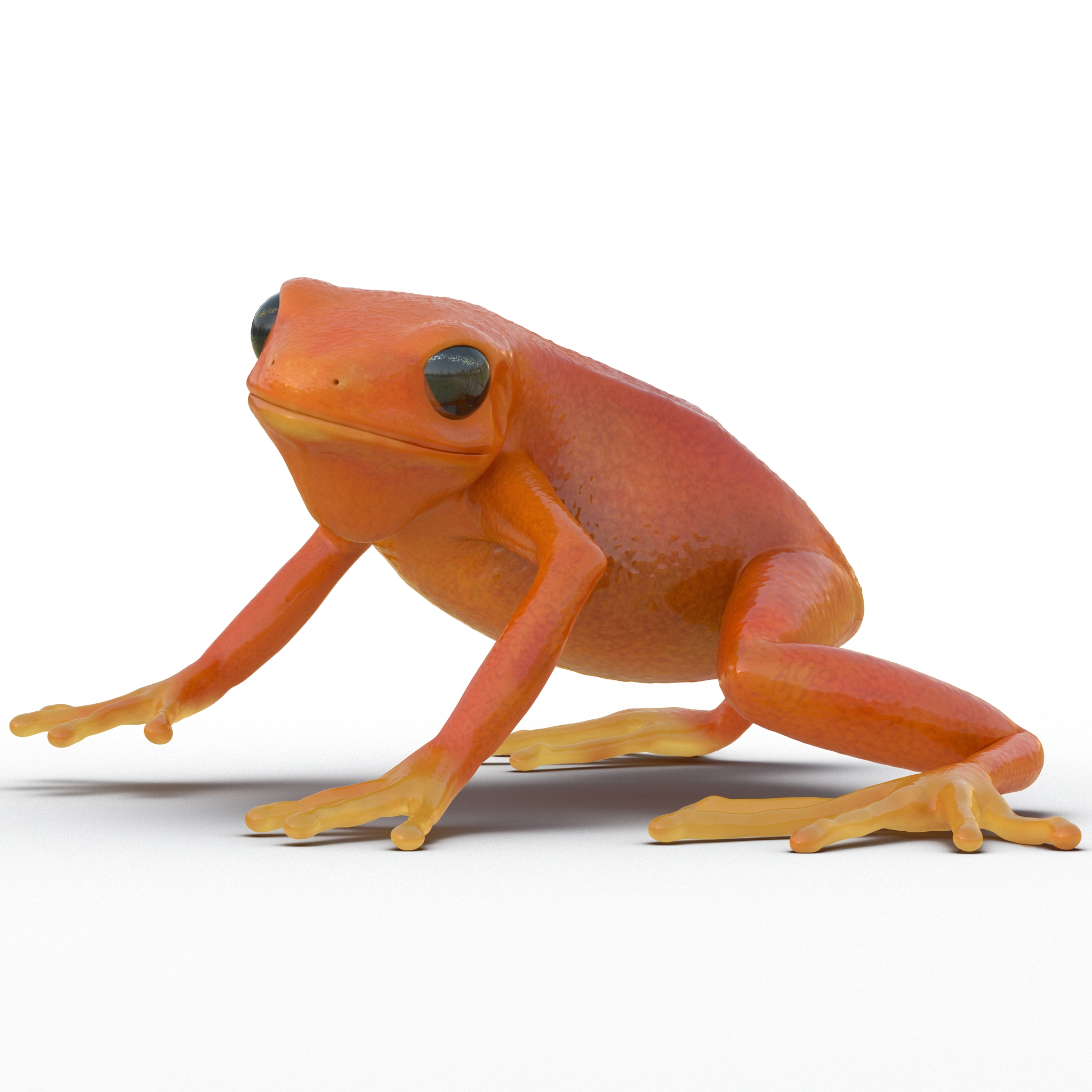 C4d Mantella Frog Rigged   Mantellafrogriggedcinema4d3dmodel01 