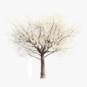 Prunus spinosa e 3D model