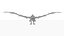 Drachen