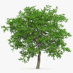 walnut tree plant nut 3D