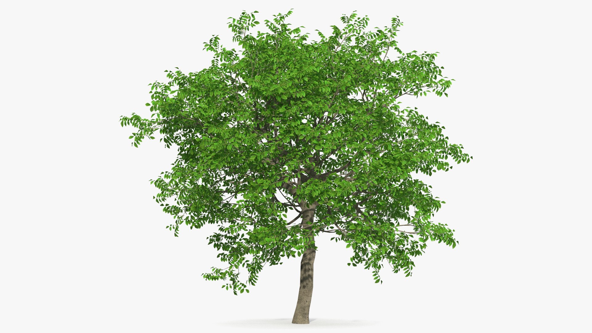 Green Walnut Tree 3D model preview