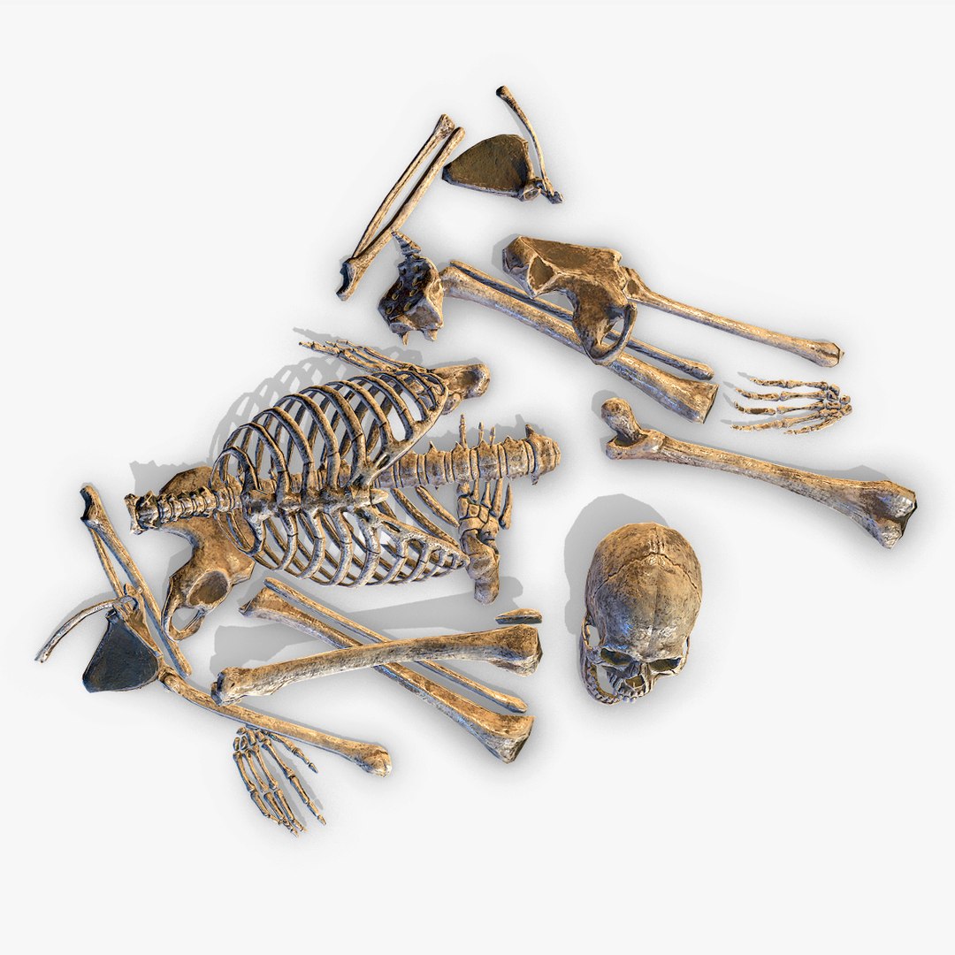 3D old human bones pbr model https://p.turbosquid.com/ts-thumb/li/QRIDlh/XsQKdfzz/bone_07/jpg/1537120818/1920x1080/fit_q87/4434449da9e644234710155718acb0e5ffd63057/bone_07.jpg