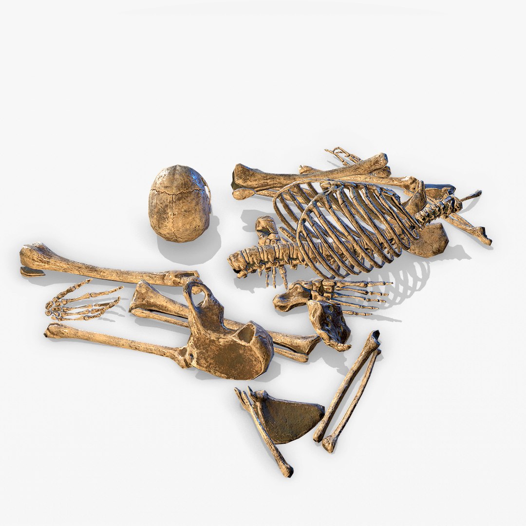 3D old human bones pbr model https://p.turbosquid.com/ts-thumb/li/QRIDlh/gV0BbLIC/bone_05/jpg/1537120818/1920x1080/fit_q87/d450e5f6a189a21a05099252814b278504a731d4/bone_05.jpg