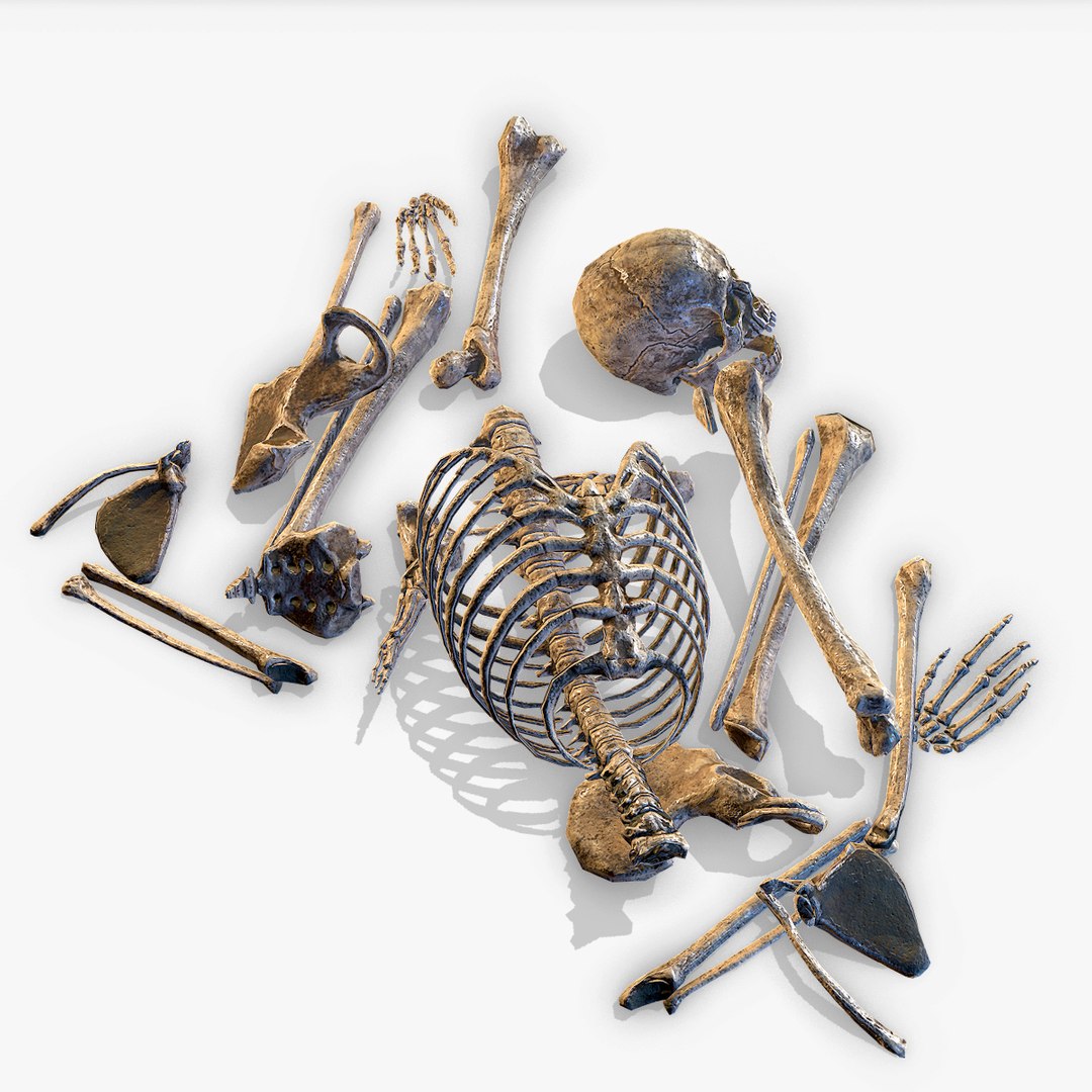 3D old human bones pbr model https://p.turbosquid.com/ts-thumb/li/QRIDlh/gW87Xp8F/bone_04/jpg/1537120818/1920x1080/fit_q87/4489b2a5378e6088462c2d40b5714d3183fe5548/bone_04.jpg