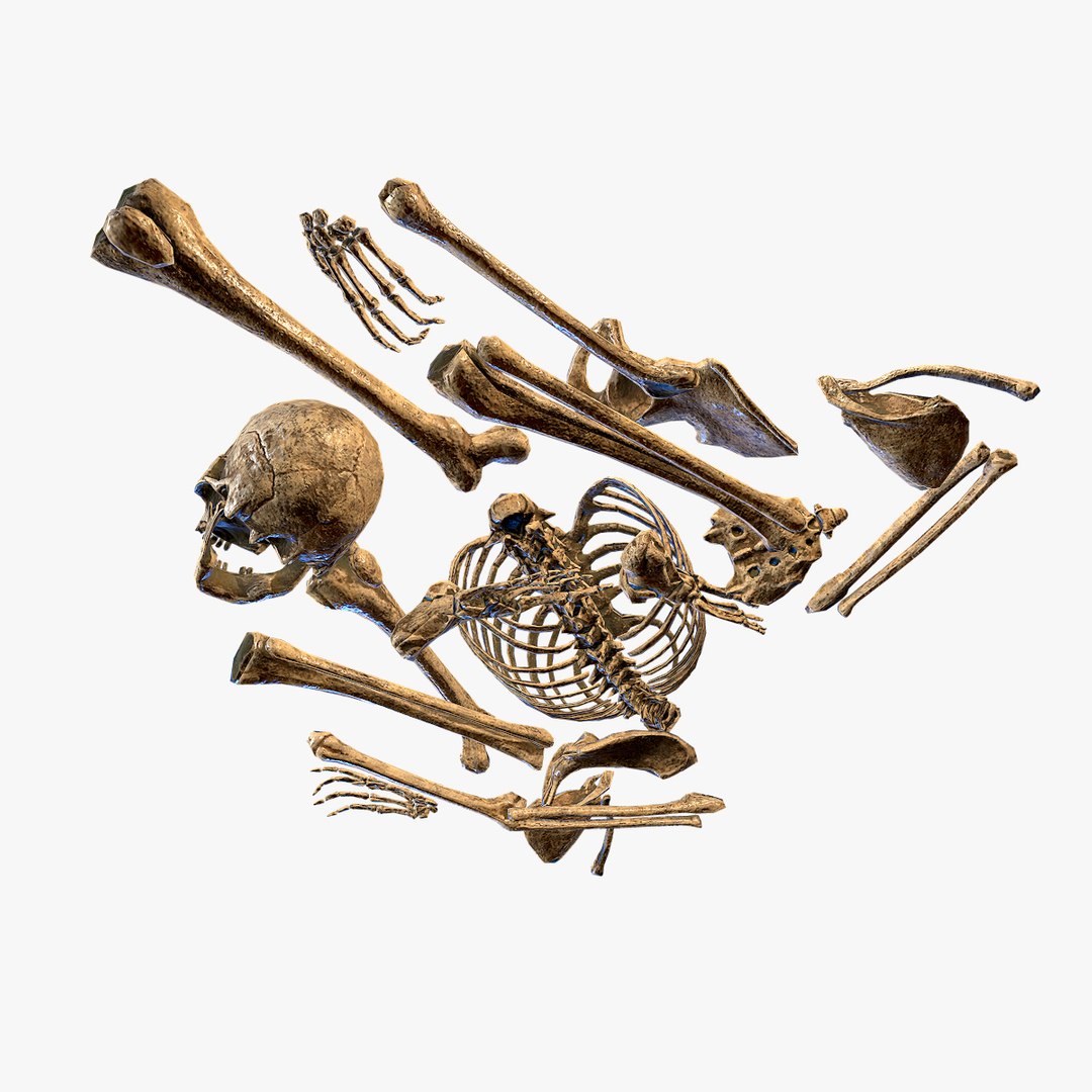 3D old human bones pbr model https://p.turbosquid.com/ts-thumb/li/QRIDlh/raI9mBdc/bone_06/jpg/1537120818/1920x1080/fit_q87/d68775f3d836219085d87bb95d324a4535131ca8/bone_06.jpg