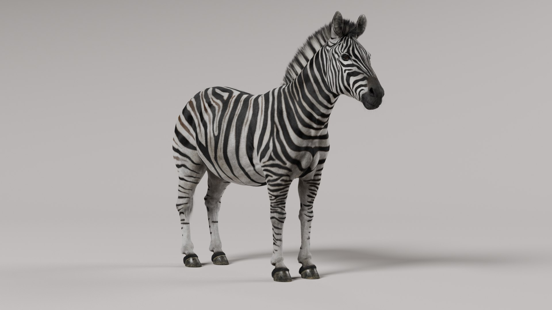 3D Zebra model https://p.turbosquid.com/ts-thumb/li/QdLax8/3t/zebra_basepose1/png/1773090881/1920x1080/fit_q87/3c750fe07a8d9d0505287b2fdfdd2a2fd533e76e/zebra_basepose1.jpg