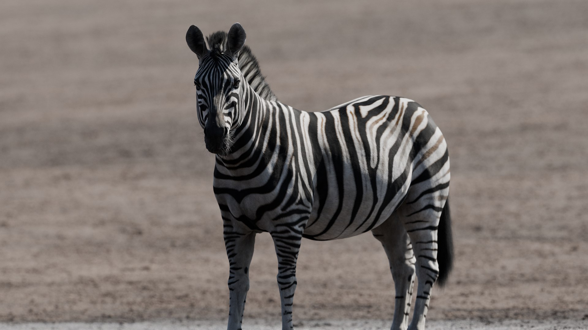 3D Zebra model https://p.turbosquid.com/ts-thumb/li/QdLax8/ay/zebra_looking_v026/png/1773141806/1920x1080/fit_q87/8d6df7e2999bf7047fc22ef93273b05a7e505240/zebra_looking_v026.jpg