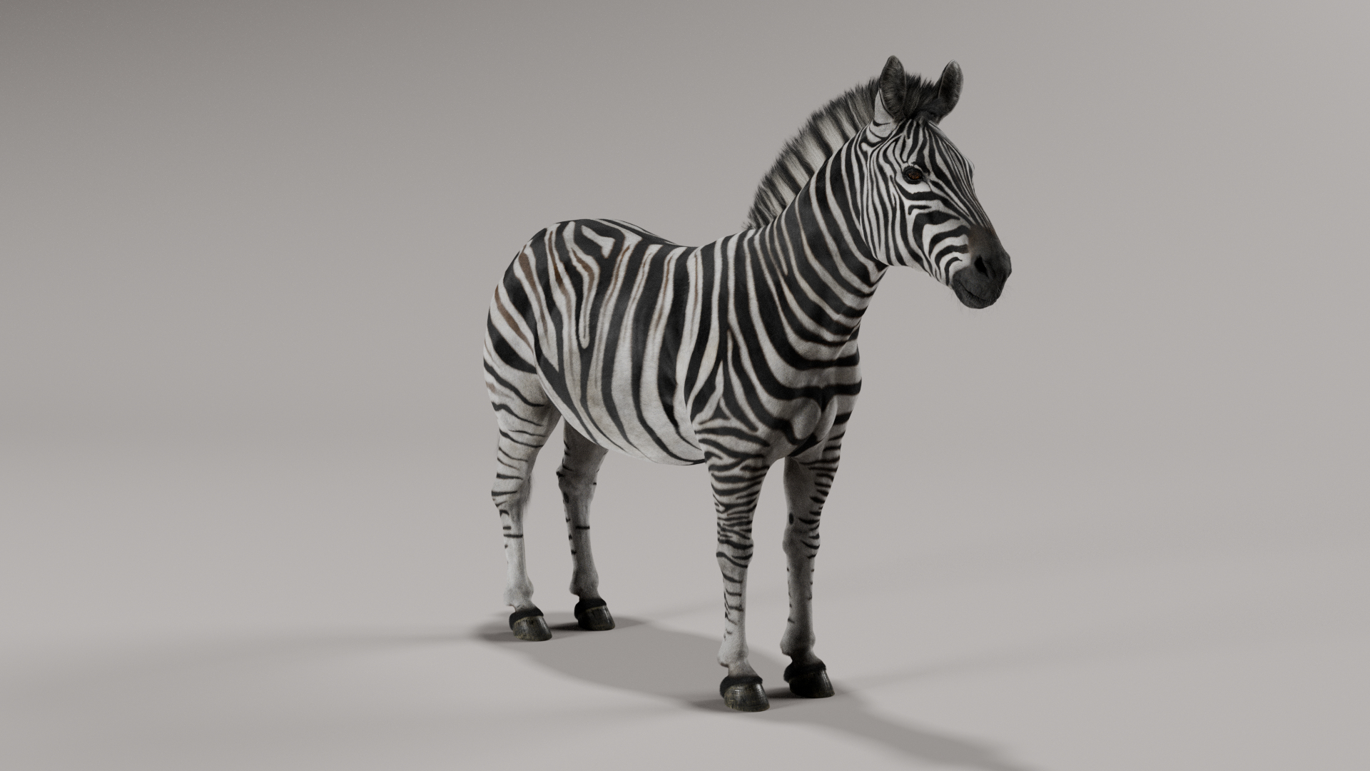 3D Zebra model https://p.turbosquid.com/ts-thumb/li/QdLax8/ea/zebra_lightturntable/png/1773089339/1920x1080/turn_fit_q99/774114b70f6c066041f73e0e96ef656167395b1e/zebra_lightturntable-1.jpg