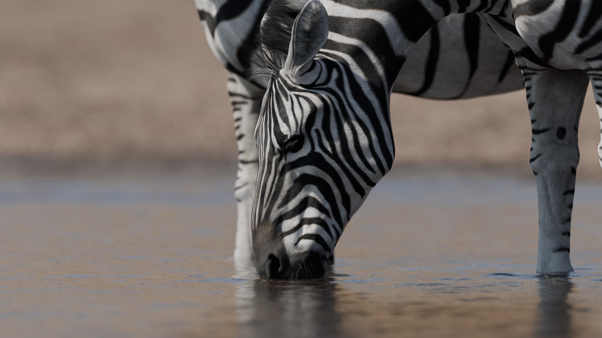 3D Zebra model https://p.turbosquid.com/ts-thumb/li/QdLax8/hQ/zebra_drinking_closeup_v022/png/1773069396/1920x1080/fit_q87/d67ee8a255acecfa191a31f48f76edd8e61bd594/zebra_drinking_closeup_v022.jpg