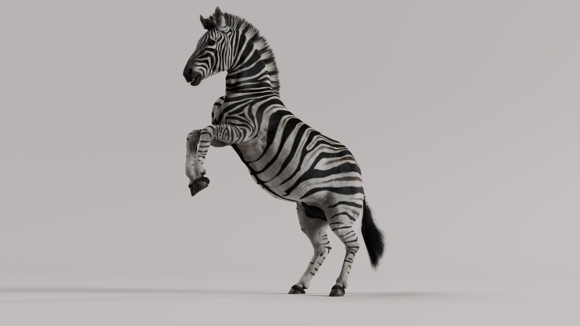 3D Zebra model https://p.turbosquid.com/ts-thumb/li/QdLax8/m8/zebra_poses_0040/png/1773090331/1920x1080/fit_q87/67a662ab88eb33d92ecddf5ca1dbebeb356a7008/zebra_poses_0040.jpg