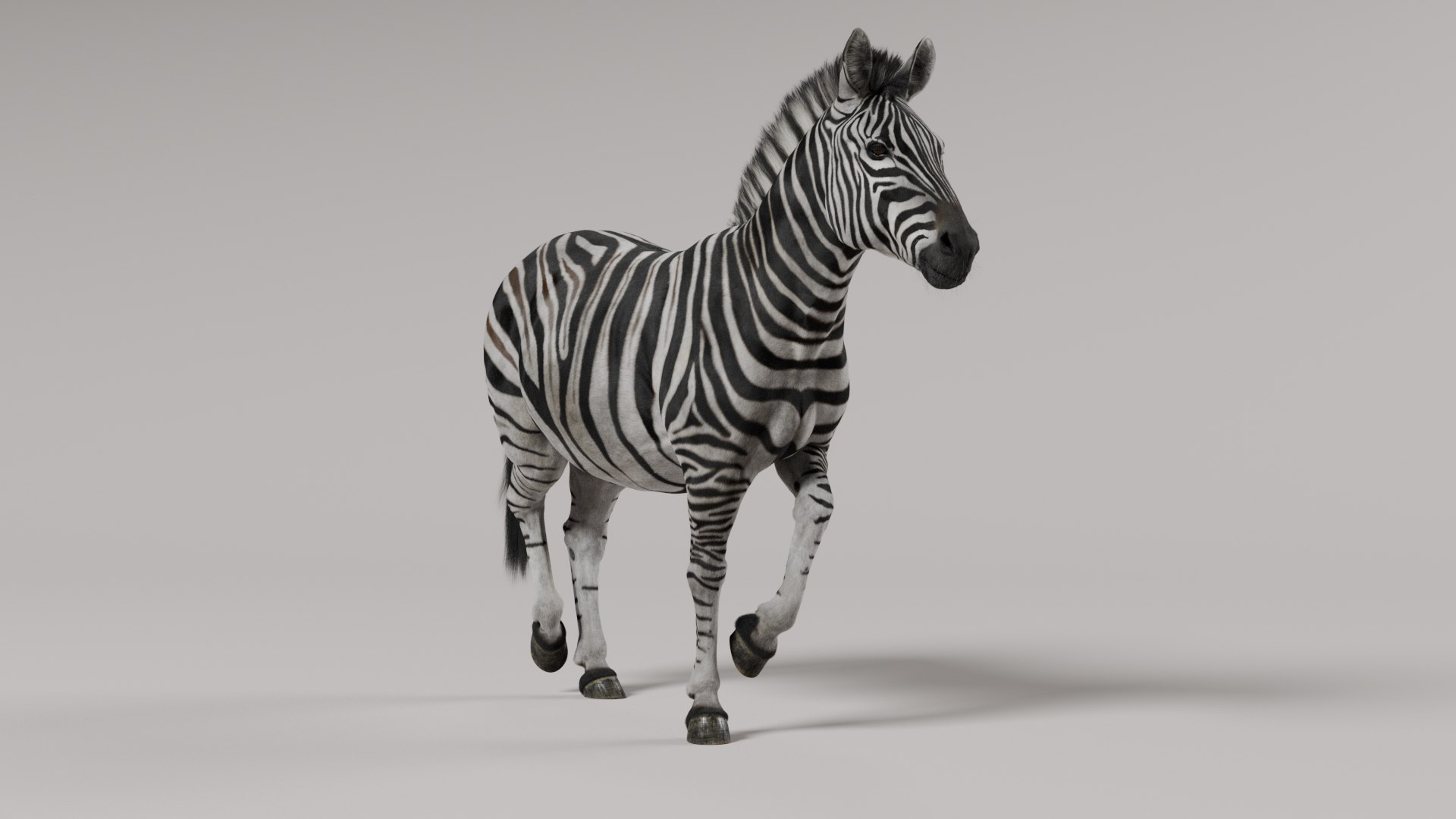 3D Zebra model https://p.turbosquid.com/ts-thumb/li/QdLax8/v7/signature_v001/png/1773089326/1920x1080/fit_q87/2957932ae416e50a9d30e41d235a6bb4068401ab/signature_v001.jpg