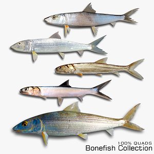 Bonefish Collection
