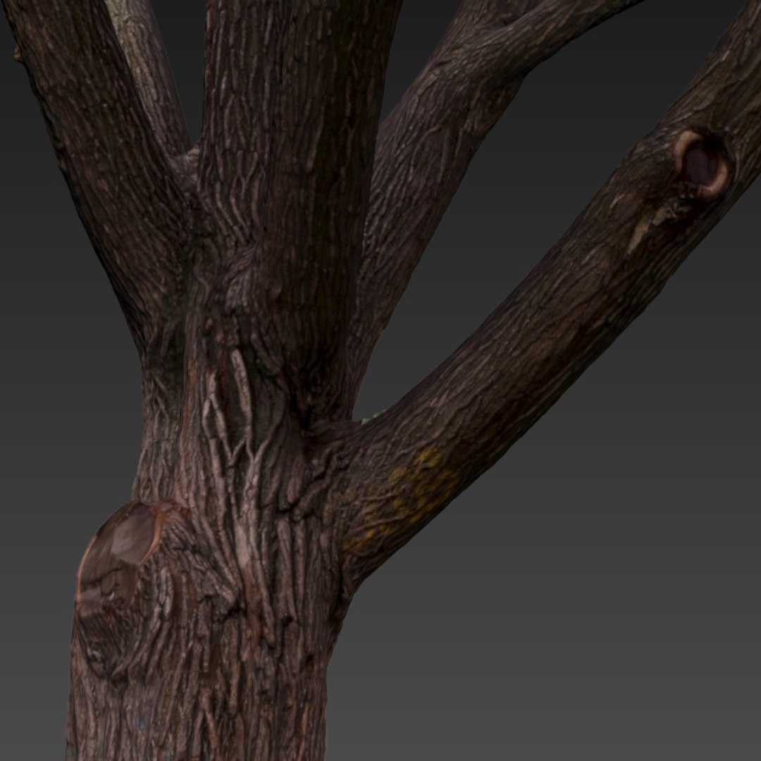 3d Oak Raw Scan