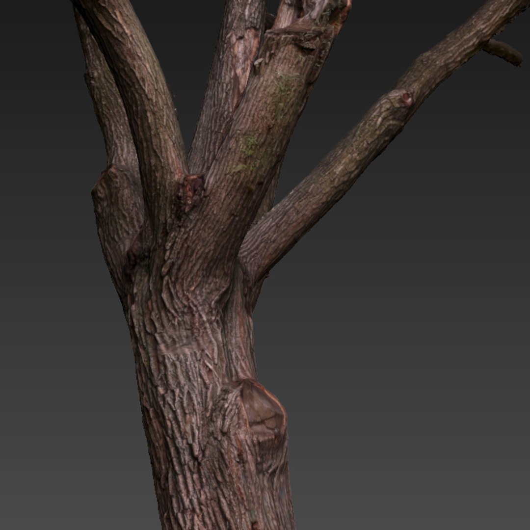 3d Oak Raw Scan