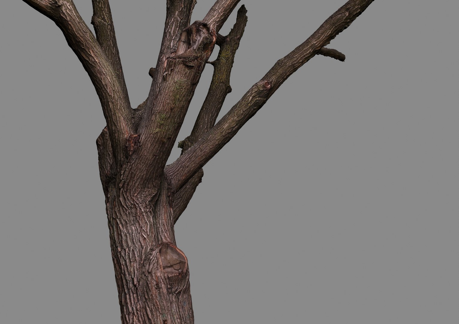 3d Oak Raw Scan