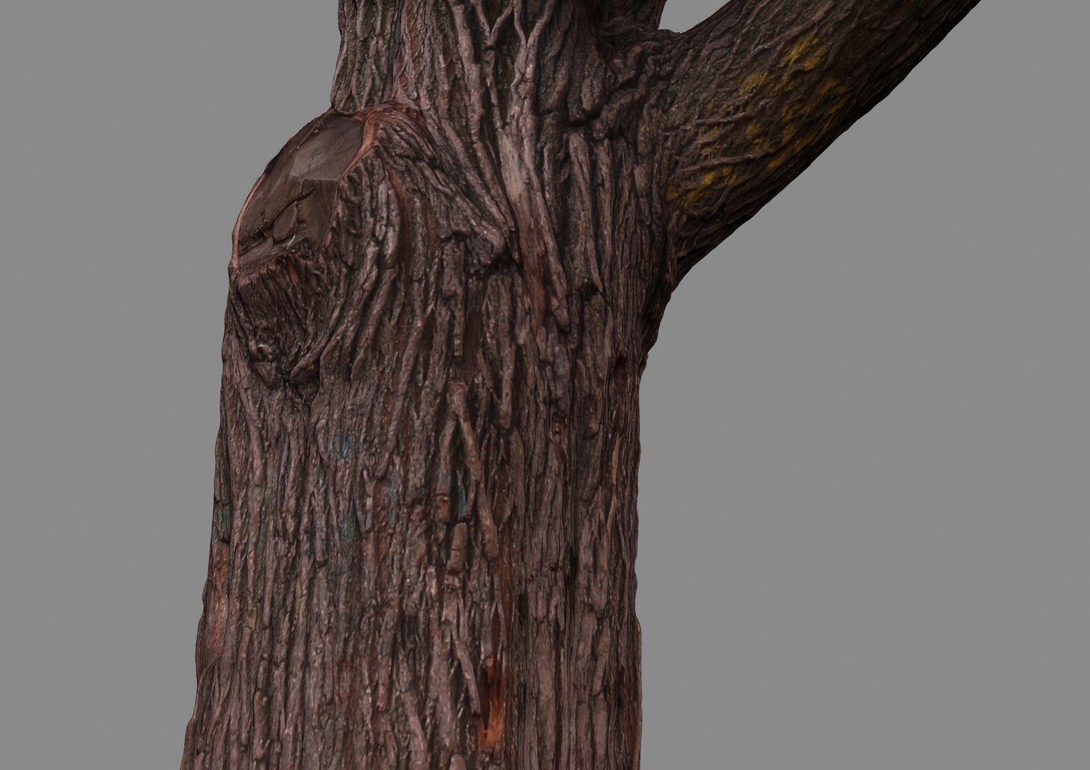 3d Oak Raw Scan