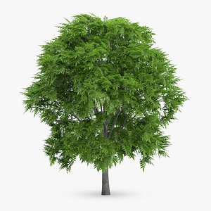 rowan 7m 3d max