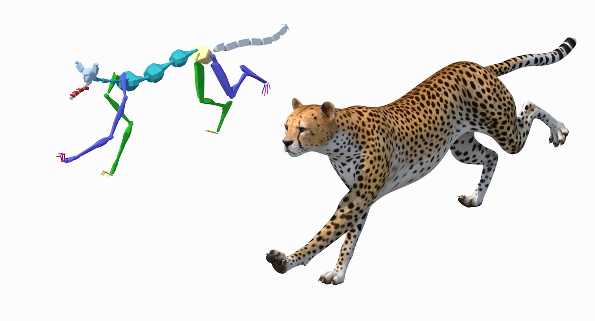 rigged african animals 8 model https://p.turbosquid.com/ts-thumb/lj/5WYMw9/w8/cheetah_rigged_362/jpg/1611589976/1920x1080/turn_fit_q99/1d0c680972593f682d5e4b9e3f85d4fbe48ce75f/cheetah_rigged_362-1.jpg