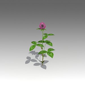 trifolium flower 3d fbx