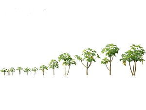 3D Carica papaya - Pawpaw