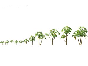 Carica papaya - Pawpaw