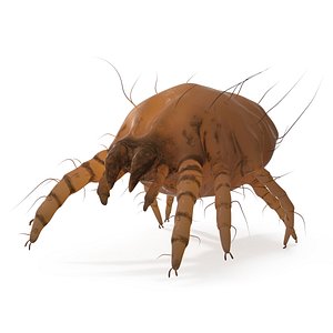 Parasite House Dust Mite