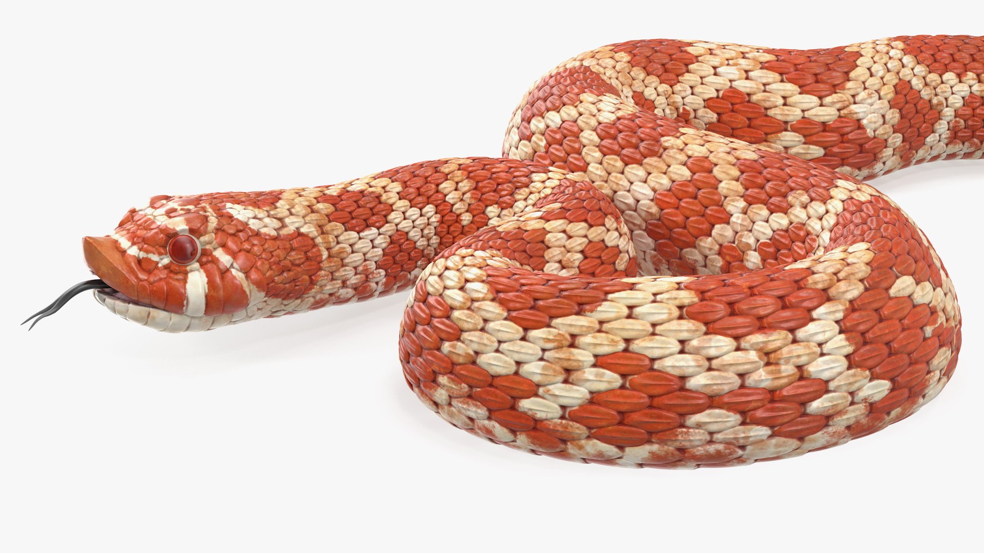 3D Coiled Red Hognose Snake Model - TurboSquid 1488232