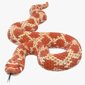 3D coiled red hognose snake model