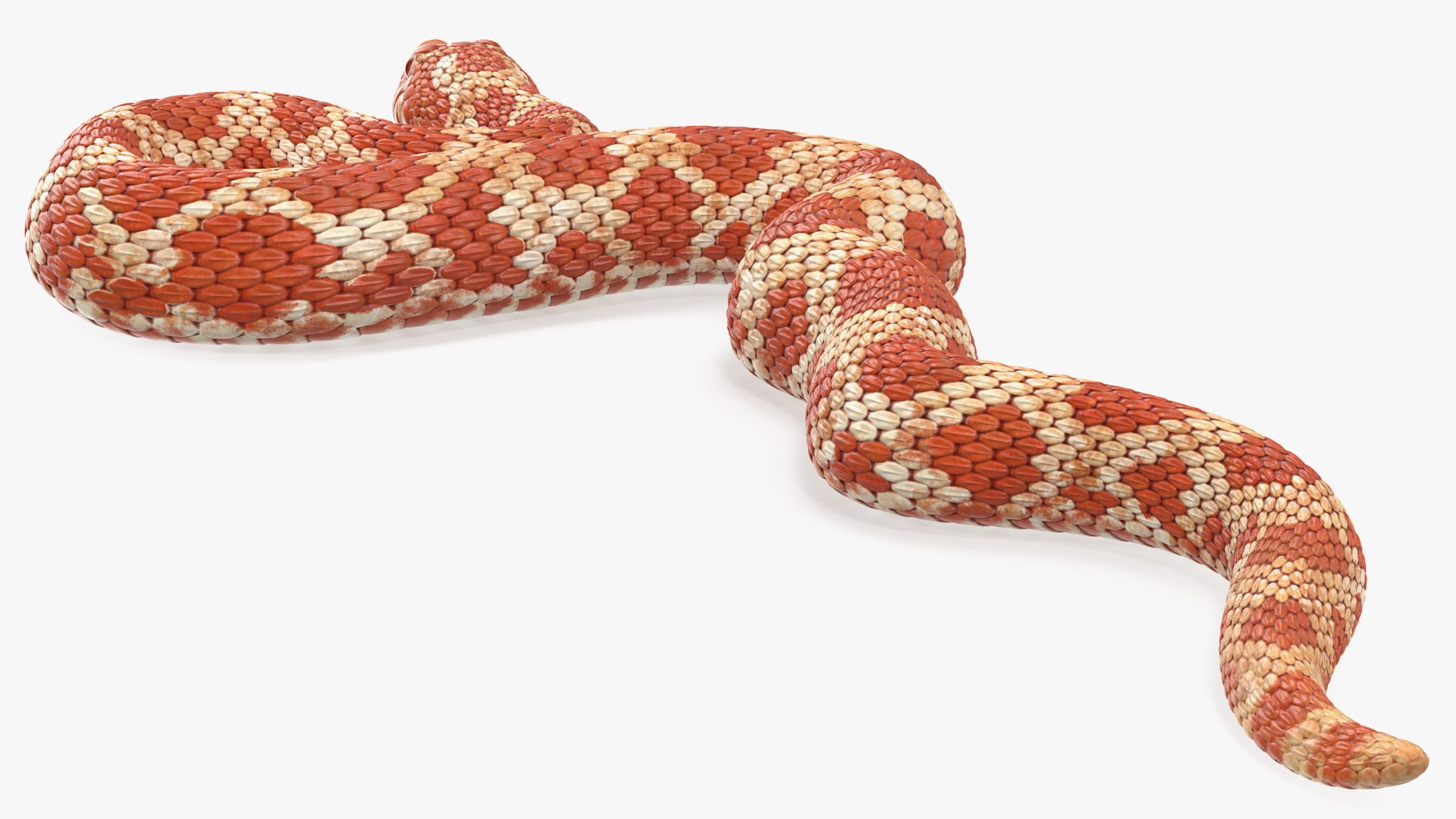 3D Coiled Red Hognose Snake Model - TurboSquid 1488232