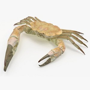 Pseudocarcinus Gigas 3D