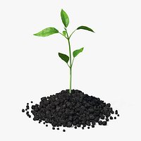 Plant Sprout