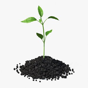 Plant Sprout