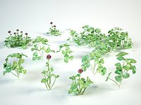 clover set  trifolium