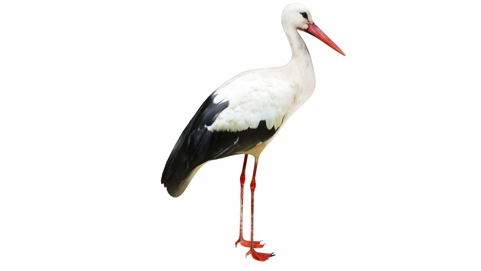 3D Stork Model - TurboSquid 2338992