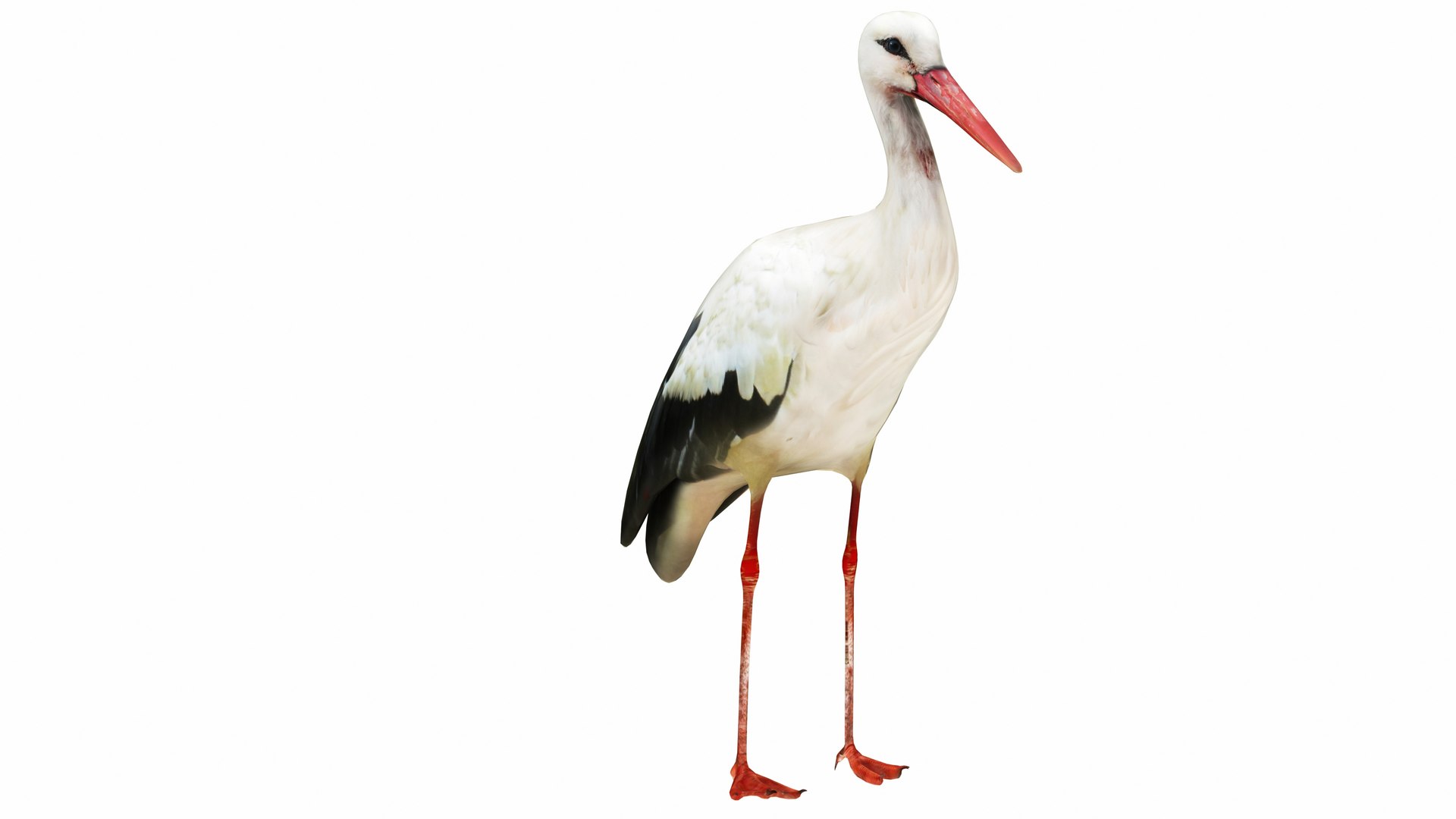 3D Stork Model - TurboSquid 2338992