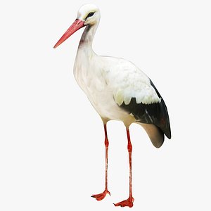 3D Stork model