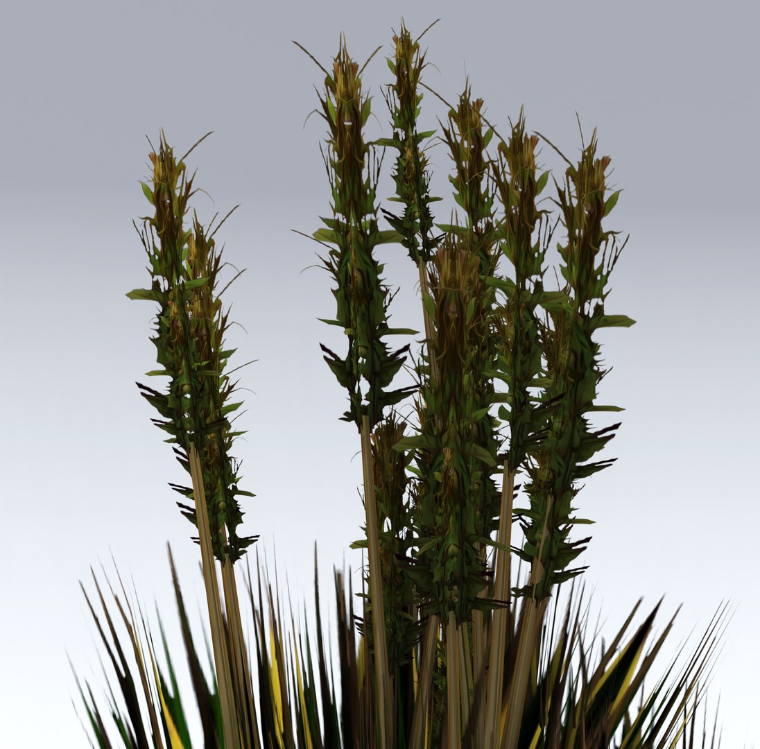 Bush Reed 3D Model - TurboSquid 1354516