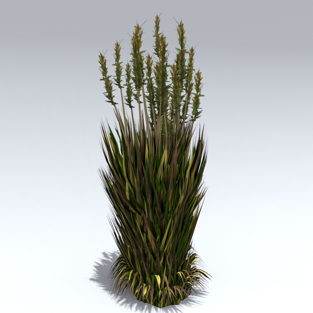 Bush Reed 3D Model - TurboSquid 1354516