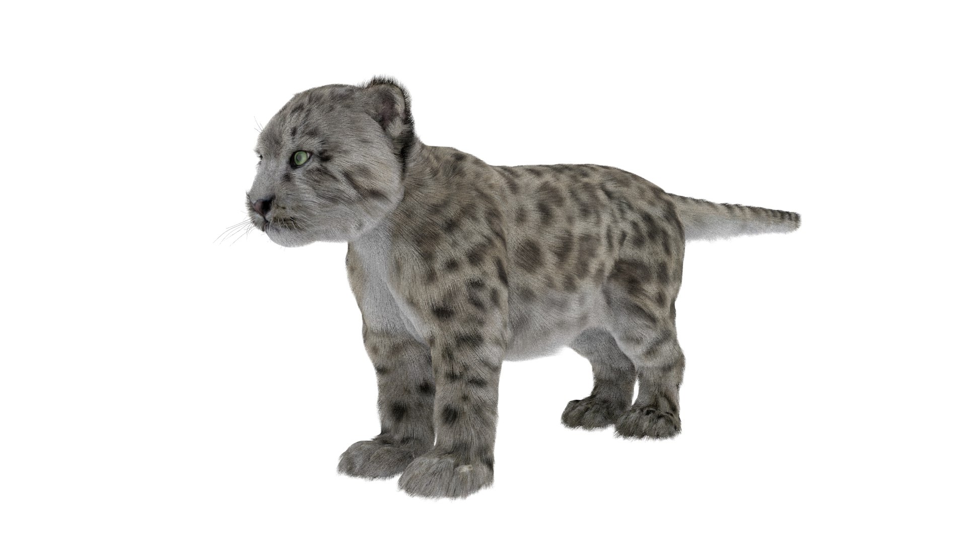 Snow Leopard Cub Fur for Maya 3D model preview