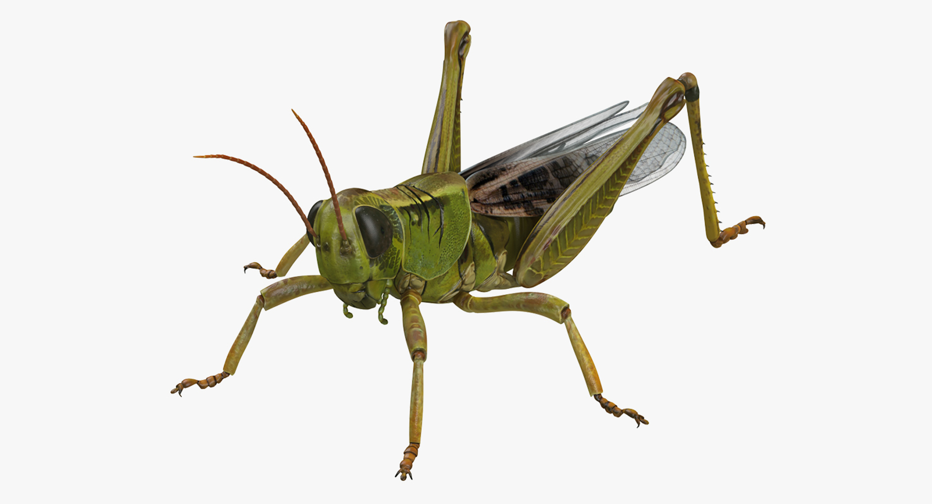 Grasshopper картинка для детей на прозрачном фоне